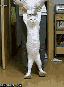 Long Cat GIFs - Find Share on GIPHY
