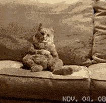 giphy.gif