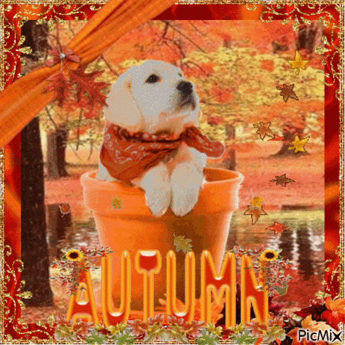 Autumn GIF Find & Share on GIPHY