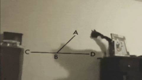 Catto did wrong calculation GIF