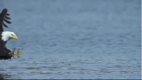 Eagle GIF - Find & Share on GIPHY