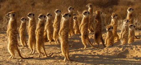  cinemagraph watch meerkats GIF