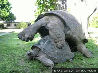 giphy.gif