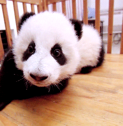 Conoce por qué el oso panda es el animal más adorable del planeta