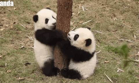 Panda GIF - Find & Share on GIPHY