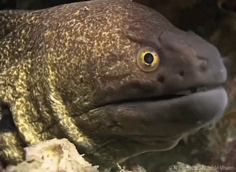 https://media.giphy.com/media/j0dG8SGMMHSsXQNHGj/giphy.gif