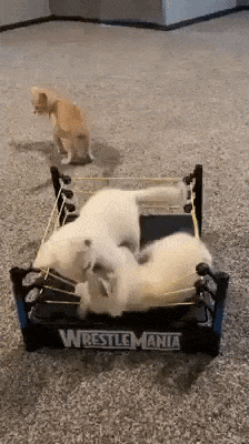 The only wrestling type i am interested in in cat gifs