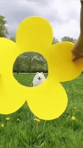 Sunshine flower of the day in dog gifs