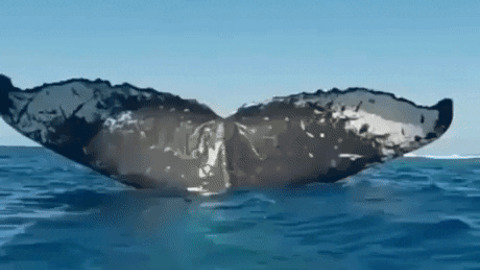 Whale taking a nap