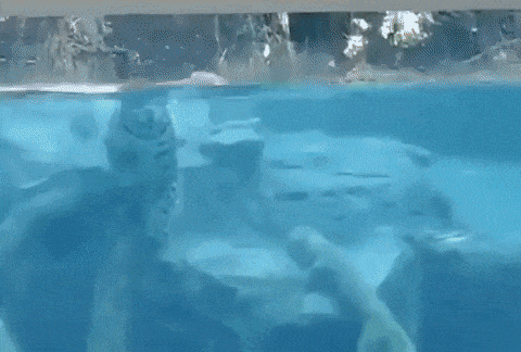 Jaguar underwater in wow gifs