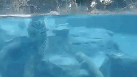 Jaguar underwater