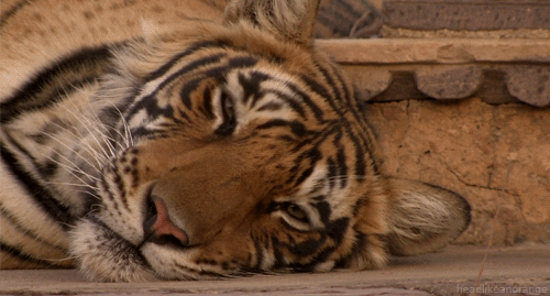 Utrujen tiger mežika