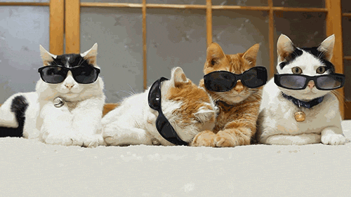  anime hollywood party hard hangover cute animals GIF