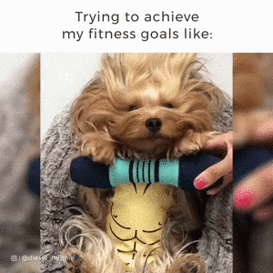 Beach body is coming in dog gifs