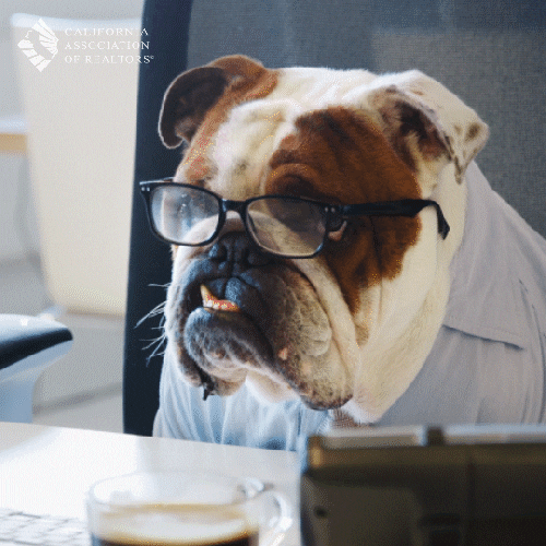 GIF: Bulldog wearing glasses at a computer. Caption 