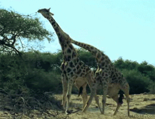 La girafe, l'animal aux milles records !