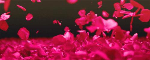 nature pink flowers petals flowers gif