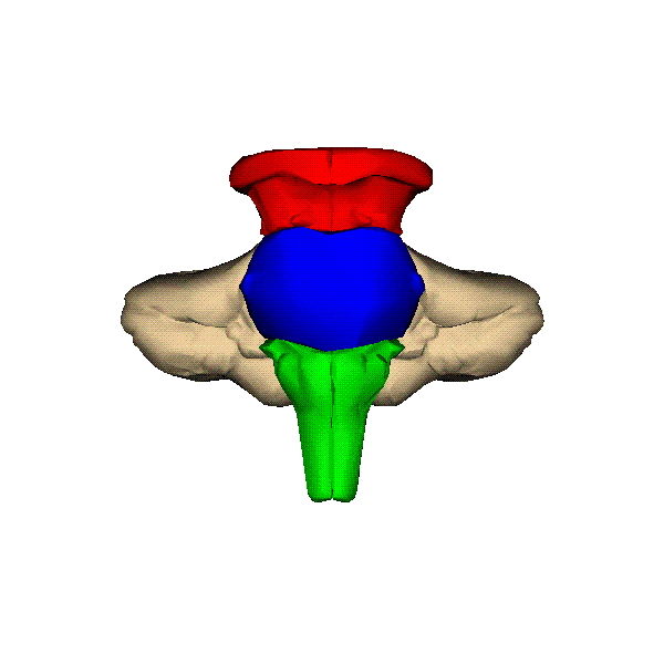 Brain GIF Find & Share on GIPHY