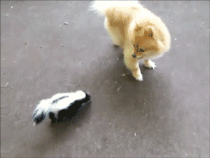 Skunk sprayed dog in 2024 face