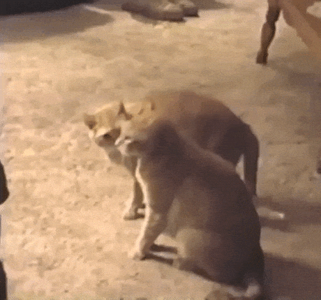 Secret cat handshake in cat gifs