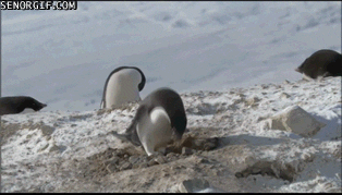 [PokeCommunity.com] .gif