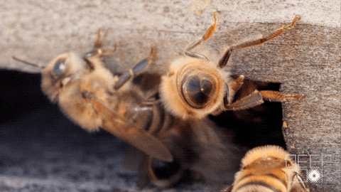 Honey Bees GIF by PBS Digital Studios - Find & Share on GIPHY