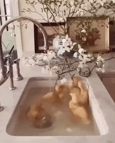 Ducklings enjoying water in funny gifs