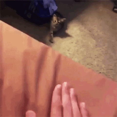 Human Taps on Bed, Kitten Taps Back on Floor
