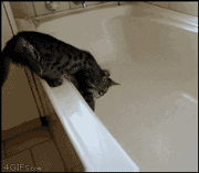Cat GIF  Find  Share on GIPHY