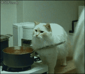 Misunderstanding Cooking GIF - Find & Share on GIPHY