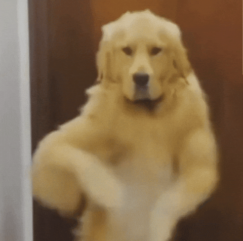 gif-2