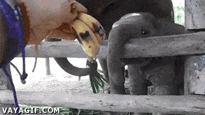 Elephant Will GIF - Find & Share on GIPHY