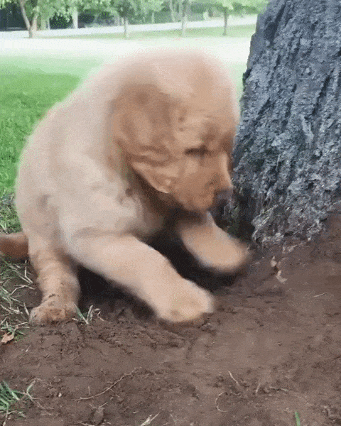a puppy digging beside a tree
