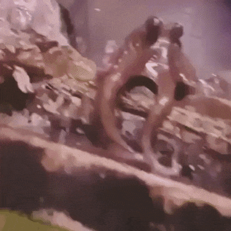 Octopus waving hello in wow gifs