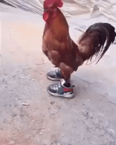 Chicken got new kicks in animals gifs