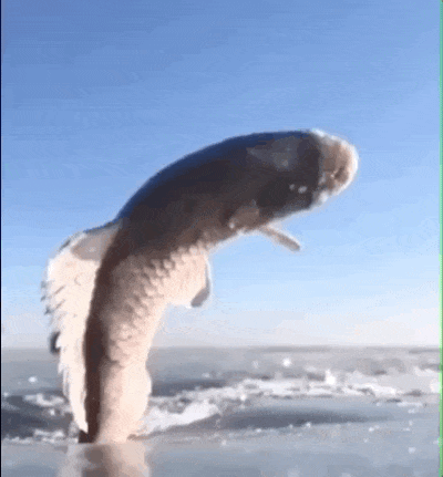 15 невероятных случаев, которые надо увидеть своими глазами, чтобы в них поверить