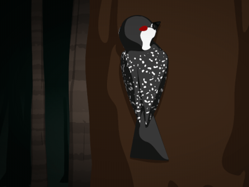 Red Cockaded Woodpecker GIFs Find & Share on GIPHY