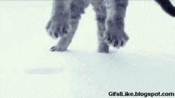 Fat Cat GIF - Find & Share on GIPHY