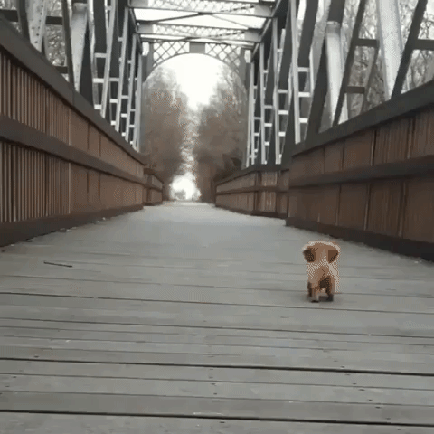 крошечные животные, крошечные животные мира, маленькие животные, маленькие животные картинки