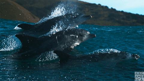 diving leaping