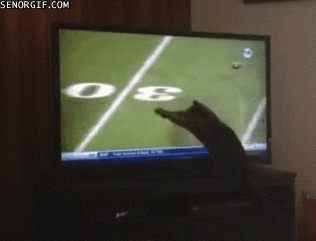 Image result for cat football gif