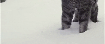 cat video snow siz