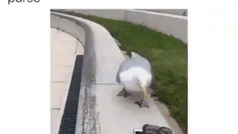 Seagull stole purse