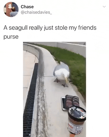 Seagull stole purse in funny gifs