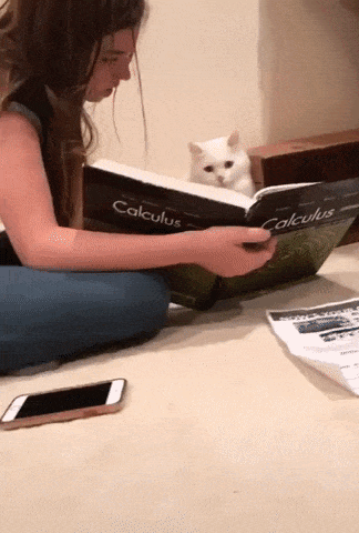 Studying calculus in cat gifs