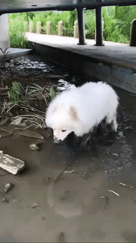 23 cute animal GIFs that you desperately need right now
