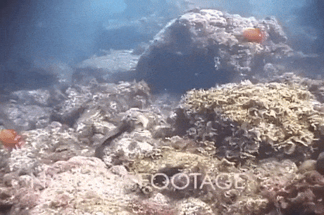 Octopus riding Moray eel in wow gifs