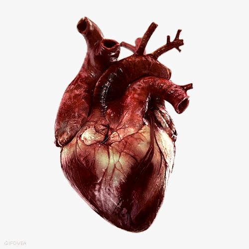 loop science 3d heart blood