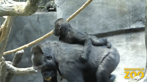 Baby I Have To Go GIF by Brookfield Zoo
