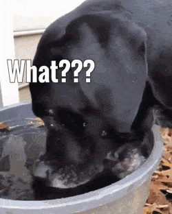 Aliens did this in dog gifs